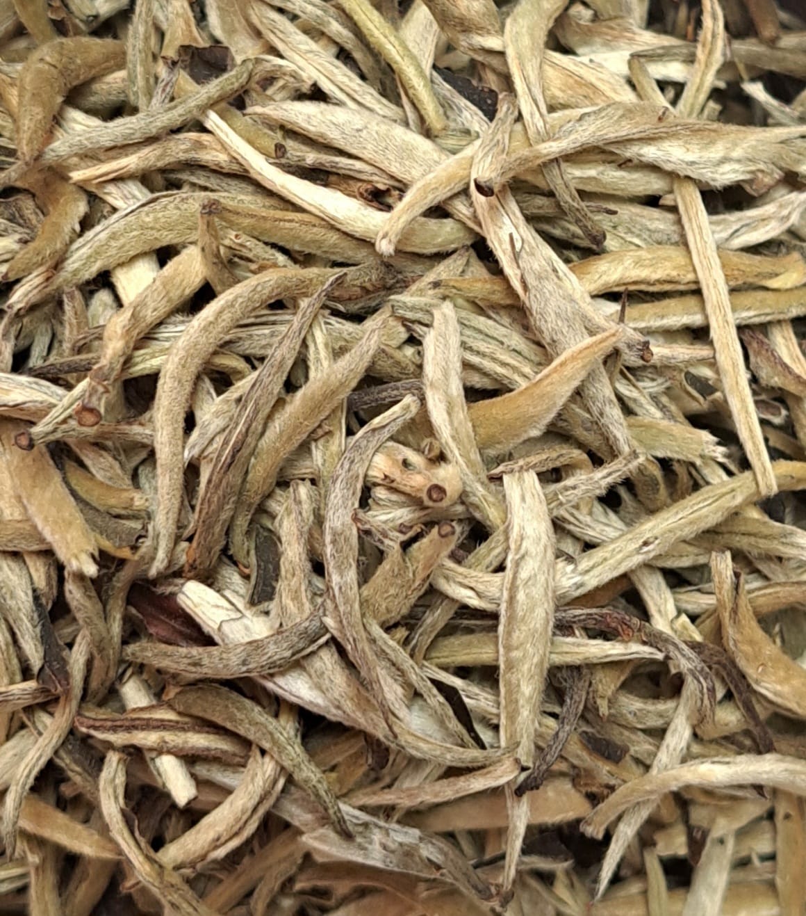 Bílý čaj PAI MU TAN STŘÍBRNÉ JEHLIČKY - 50 g